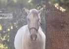 X81A8114 Lipizzaner im Burggarten Foto Pfluegl 160719